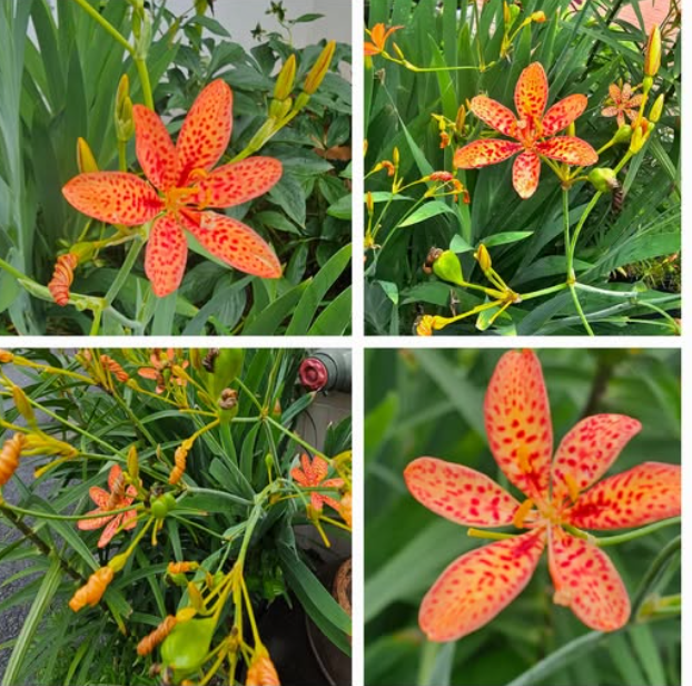 범부채