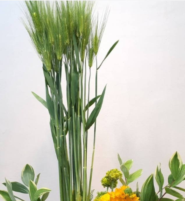 보리