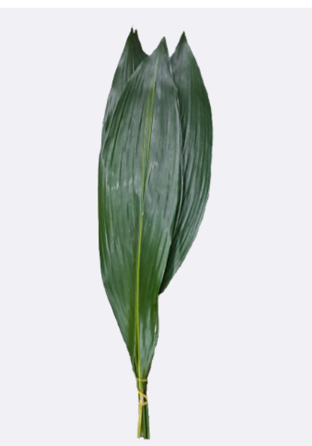 엽란