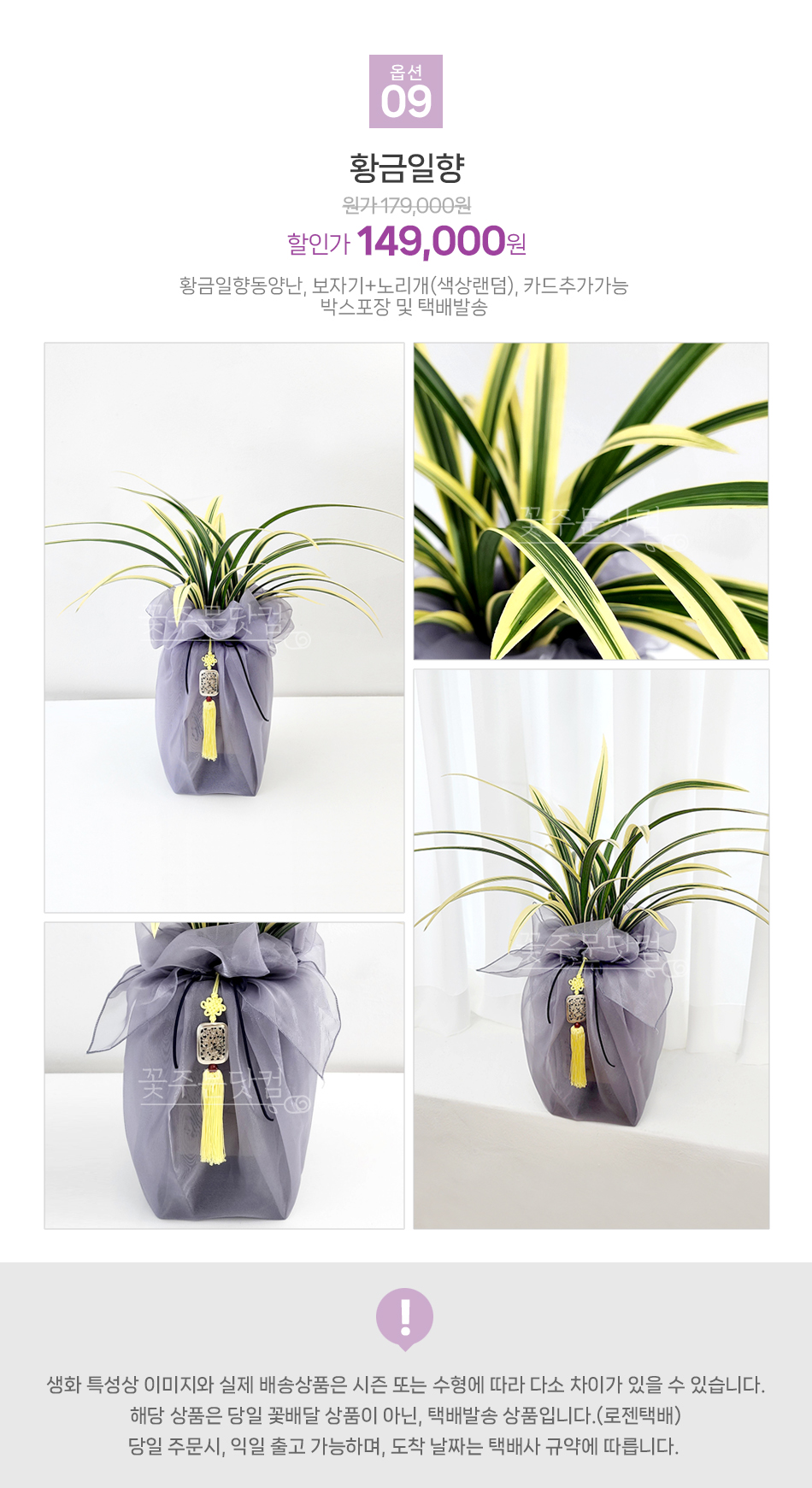 우체국 택배 배송 황금일향 동양란 개업 영전 취임 선물