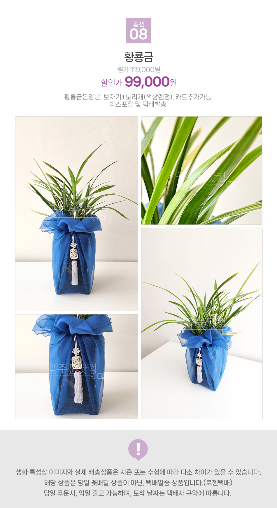 황룡금 동양란 귀한 분을 위한 승진 축하 선물