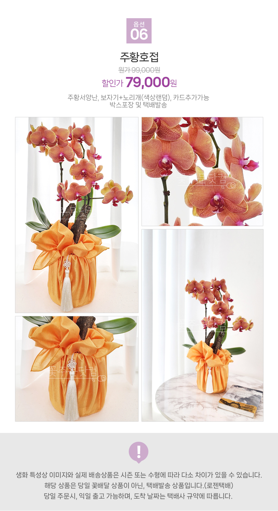 전국 안심 배송 주황 호접란 오렌지빛 고급 서양란 실시간 사진 전송