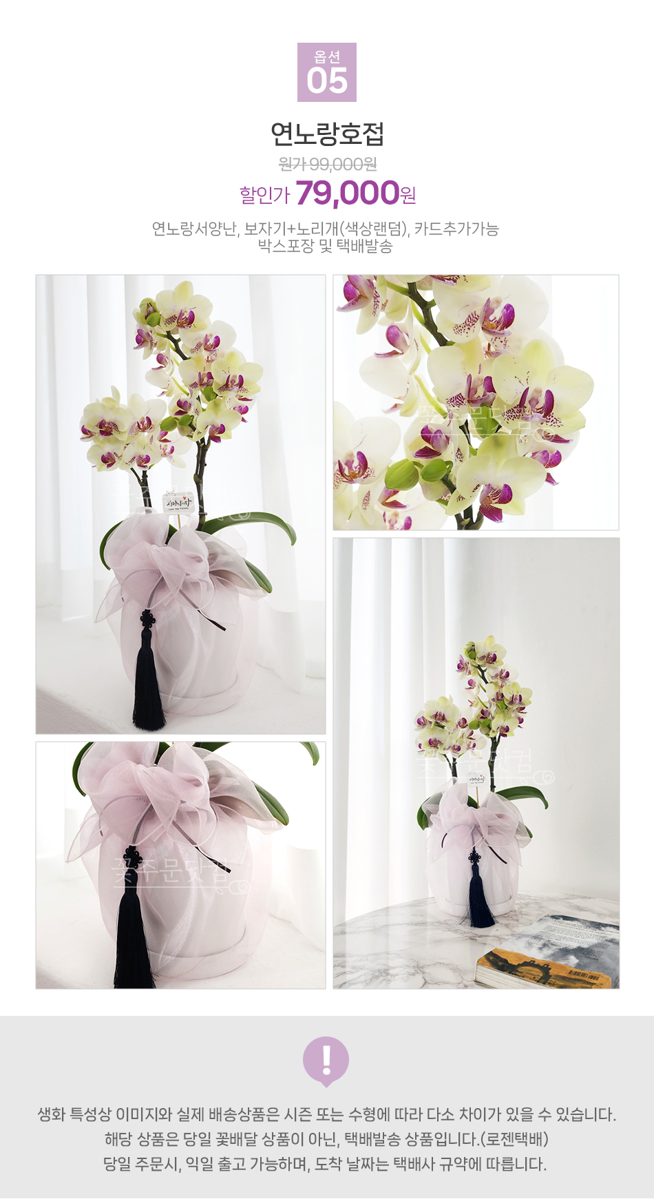 강남 서초 송파 꽃배달 연노랑 호접란 사무실 인테리어 화분