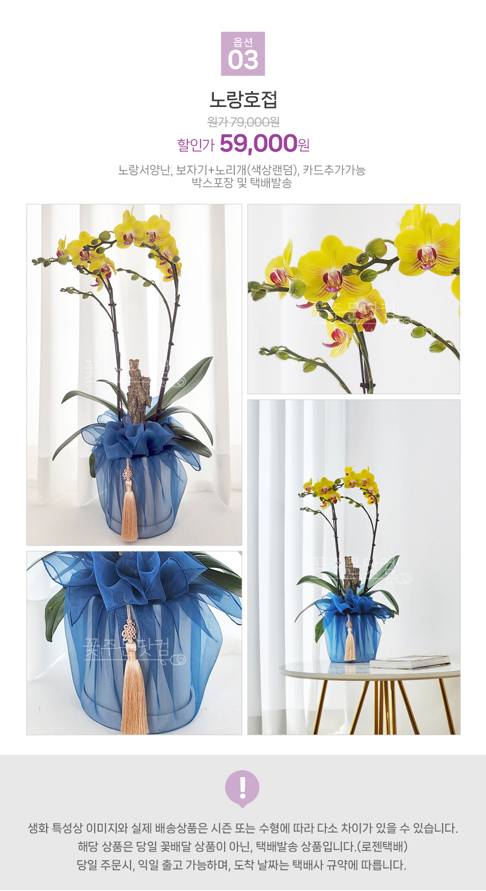 부산 대구 광주 전국 배송 노랑 호접란 화사한 서양란 배달