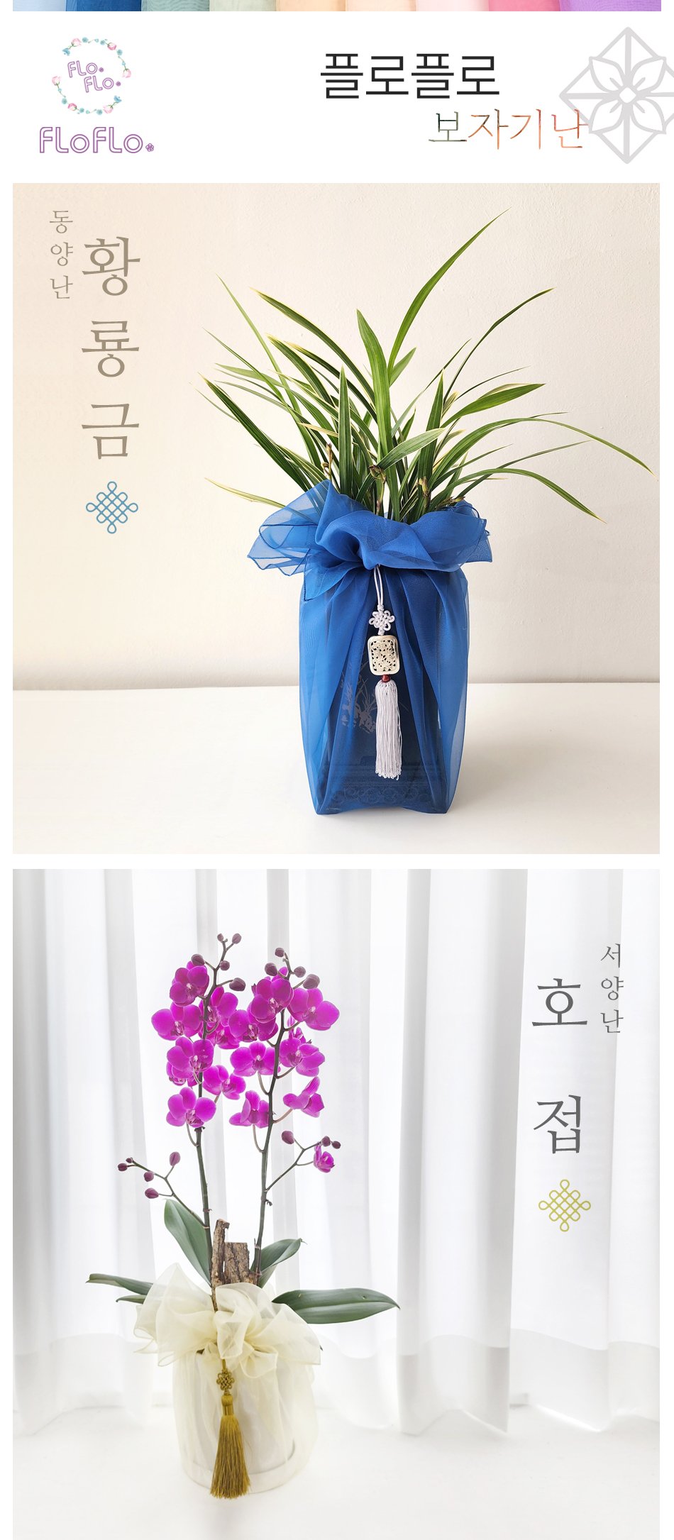 플로플로 특별 기획 동양란 서양란 소개 배너