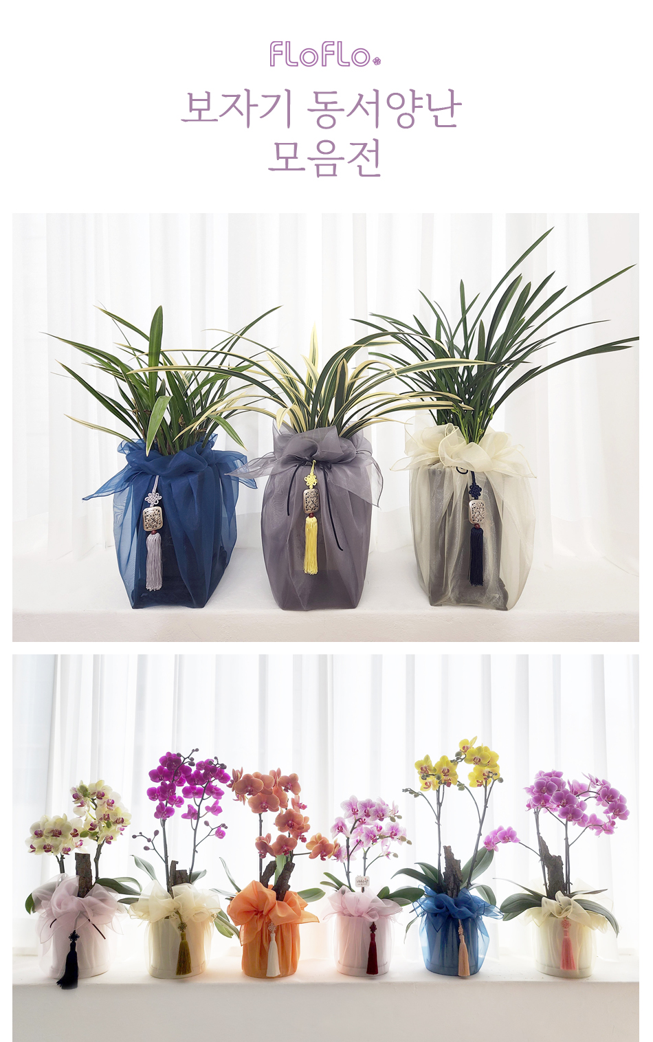 플로플로 프리미엄 동양란 서양란 모음전 개업 승진 축하 화분 기획전