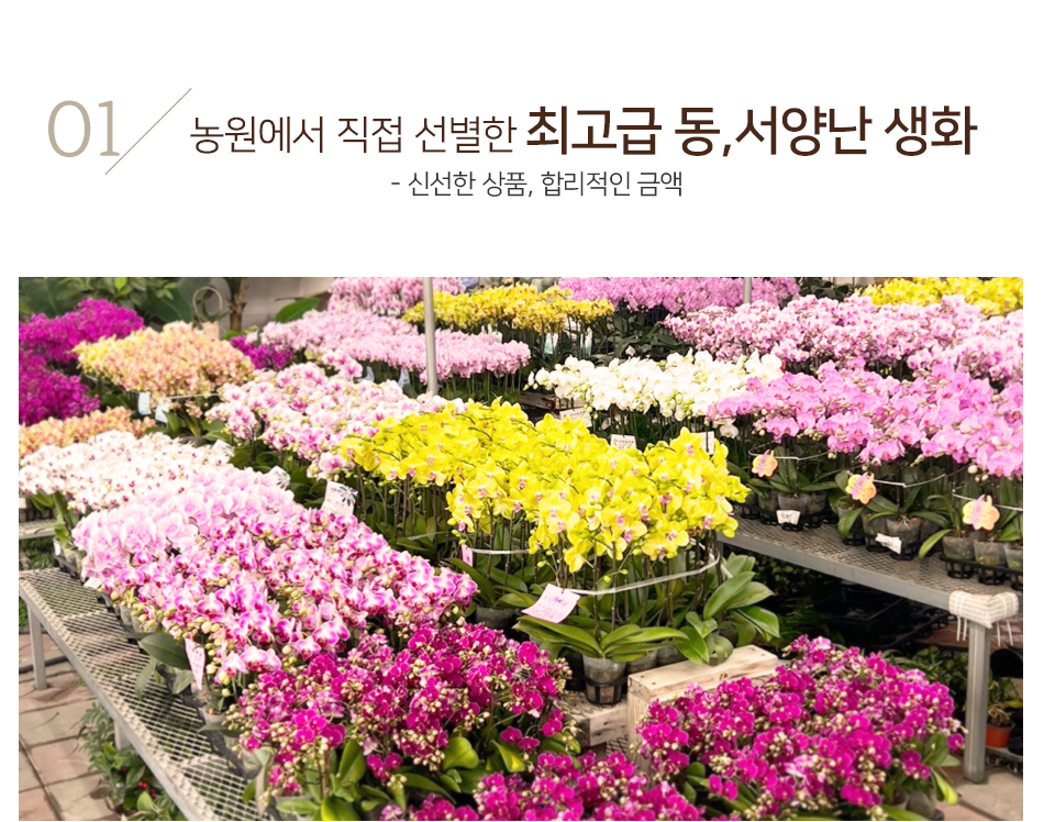 농장에서 직접 선별한 최고급 A급 동서양란 생화 산지직송 신선도 보장