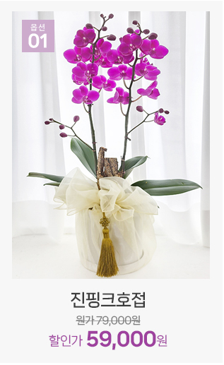 진핑크 호접란 서양란 개업 축하 화분 선물