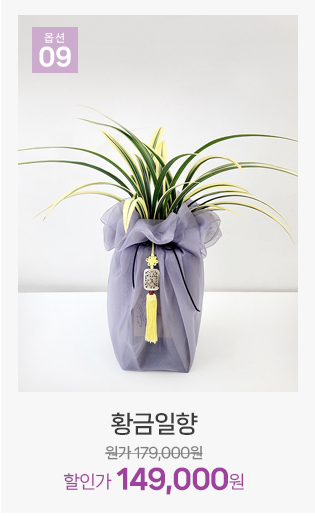 황금일향 동양란 향기 좋은 고급 난 화분