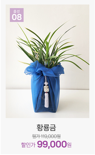 황룡금 동양란 고급스러운 잎 무늬 난초