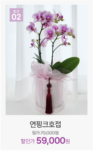 연핑크 호접란 은은한 분위기 서양란 선물