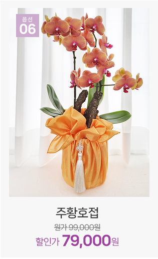 주황 호접란 독특한 색감 서양란 개업 화분