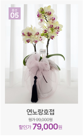 연노랑 호접란 고급스러운 서양란 추천