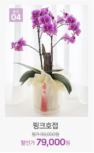 핑크 호접란 화사한 서양란 개업식 화분