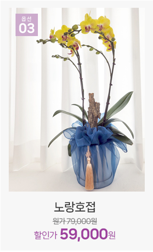 노랑 호접란 황금빛 재물운 개업 화분