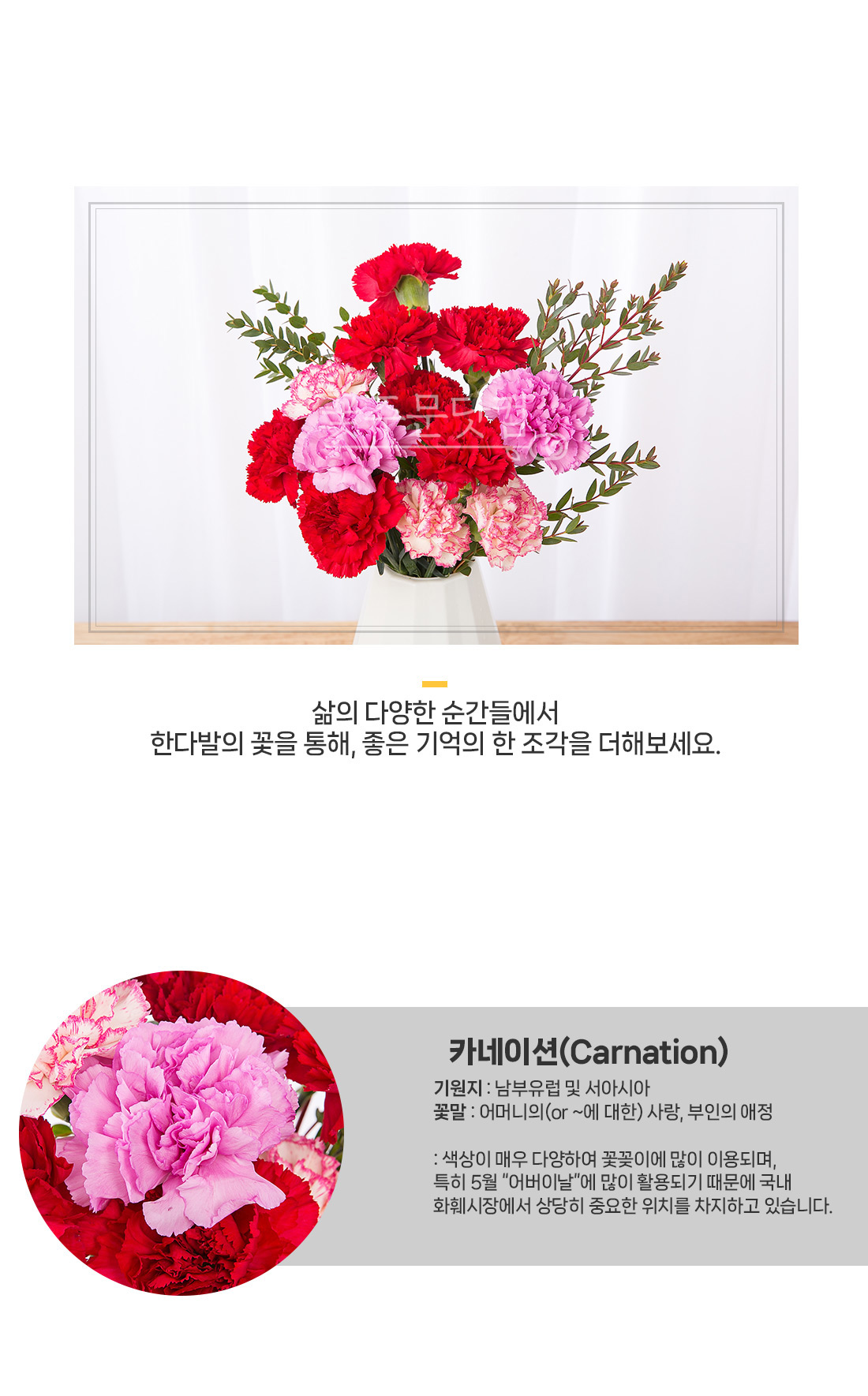 2. 선명한 레드/핑크 카네이션 꽃 상세샷