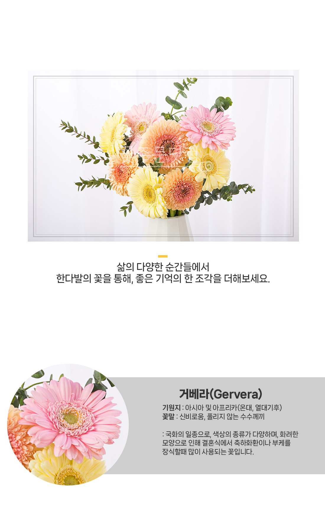 2. 거베라 꽃잎 디테일과 투명 화병