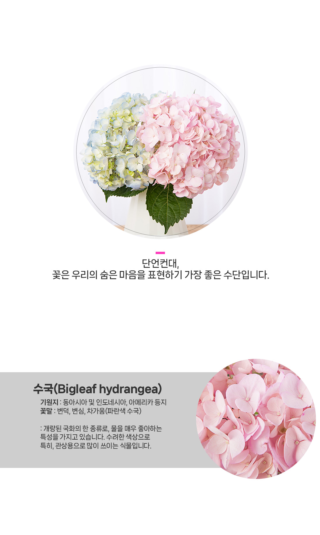 2. 몽글몽글한 수국 꽃잎의 수분감 디테일