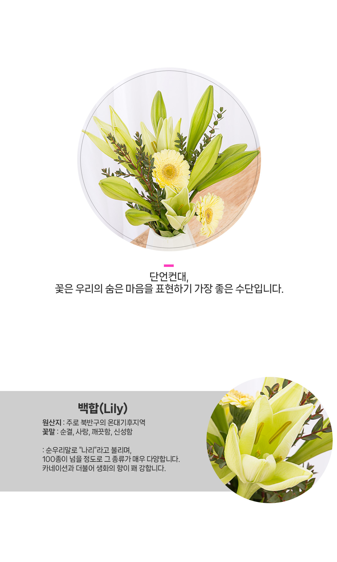 2. 커다란 백합 꽃송이와 신선한 줄기 상세