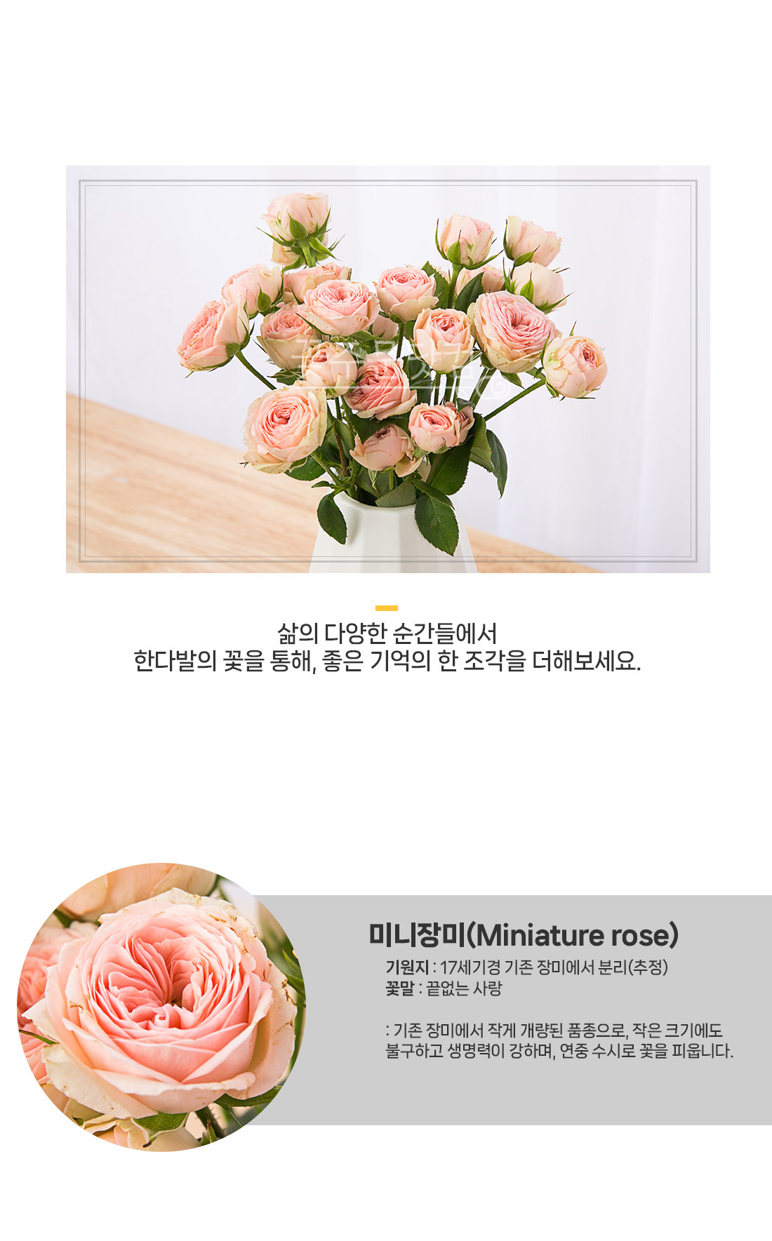 2. 앙증맞은 미니장미 송이 근접 촬영