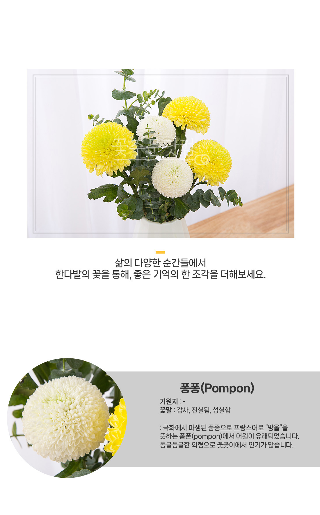 2. 구름 같은 퐁퐁국화 질감 근접 사진