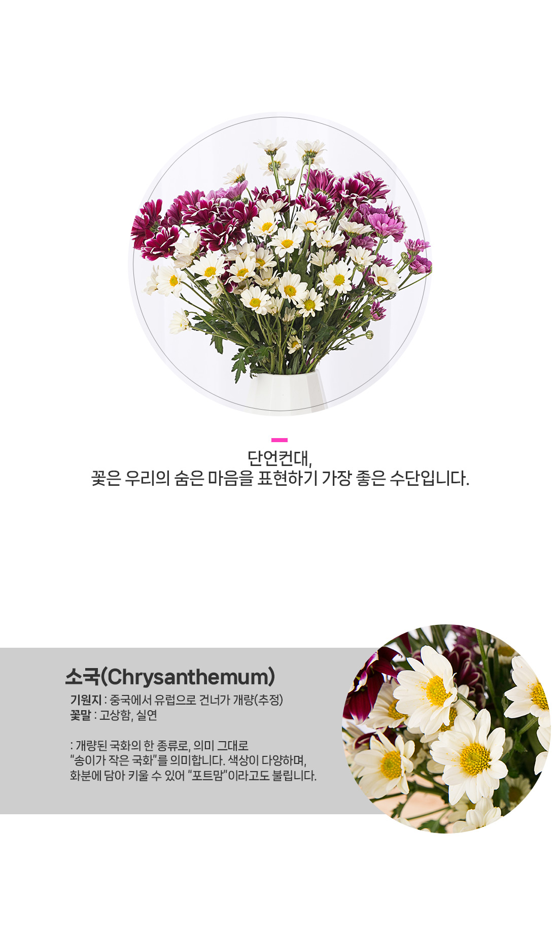 2. 잔잔하고 예쁜 소국 꽃송이들 디테일