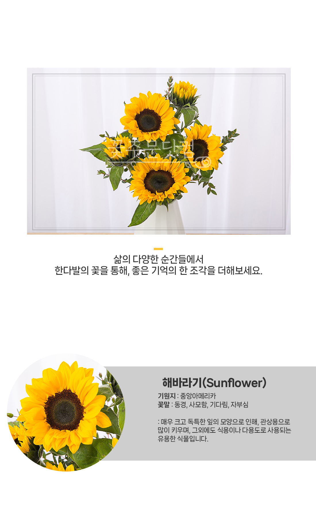 2. 밝고 선명한 해바라기 얼굴 상세 컷