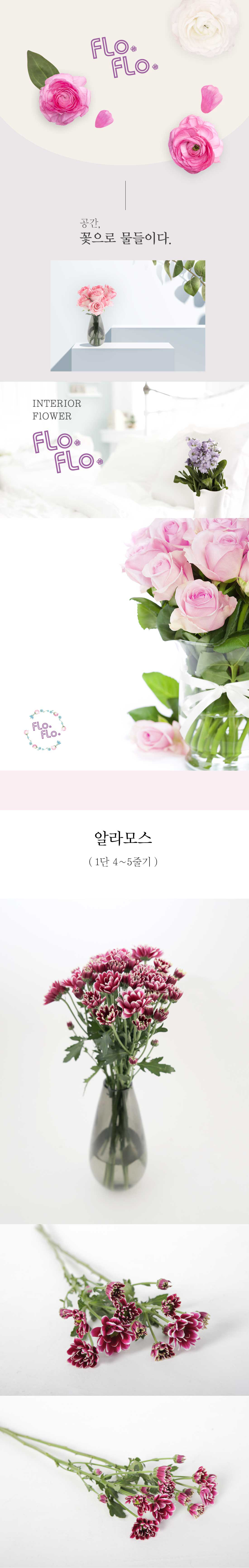  깔끔한 소국 알라모스 생화 1단