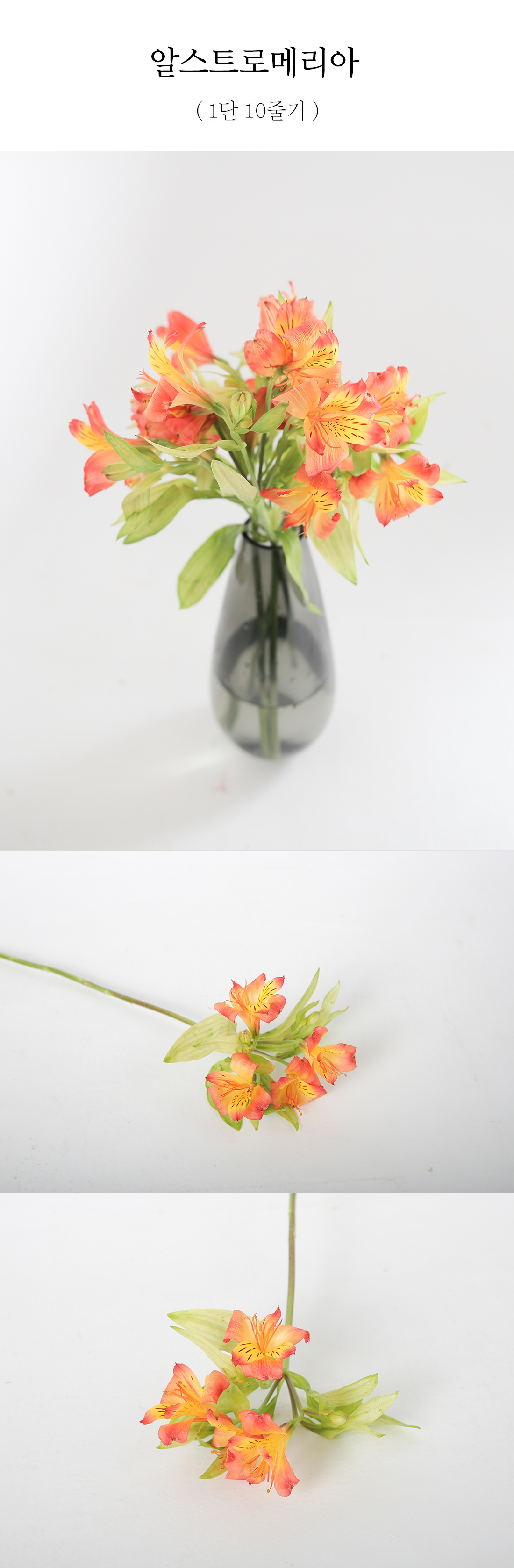  화려한 알스트로메리아 생화 10줄기