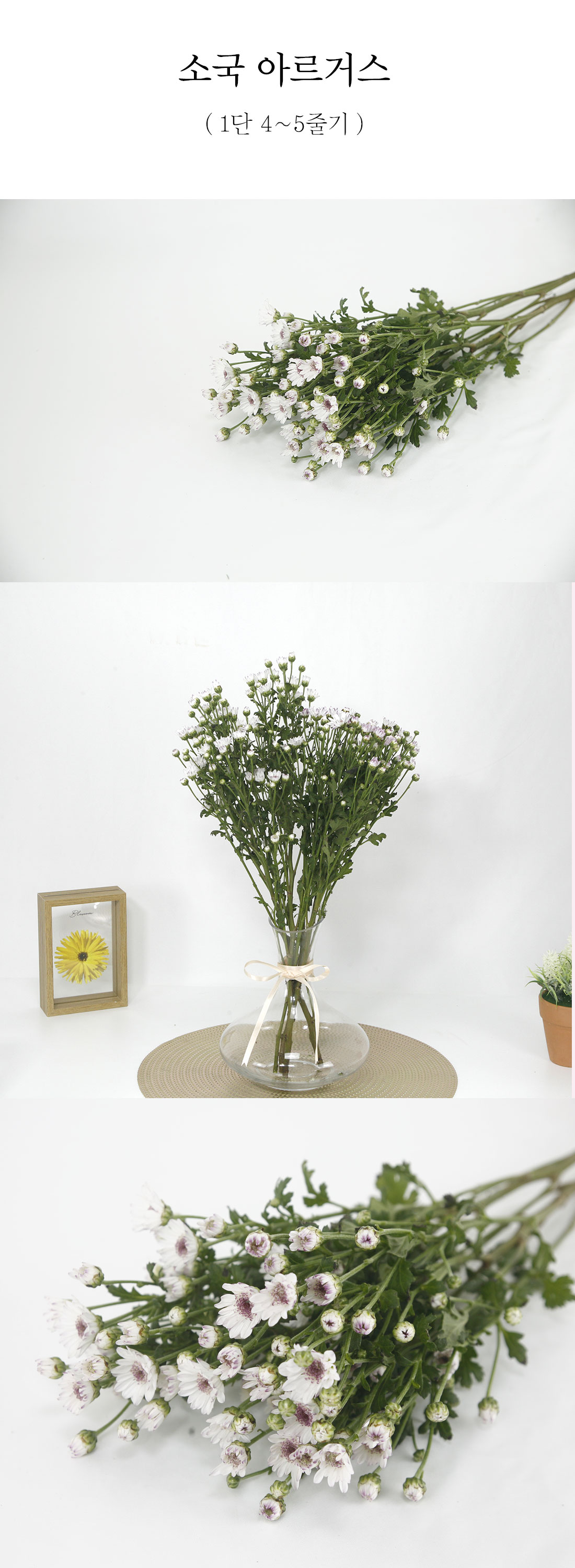  가성비 갑 아르거스 소국 1단