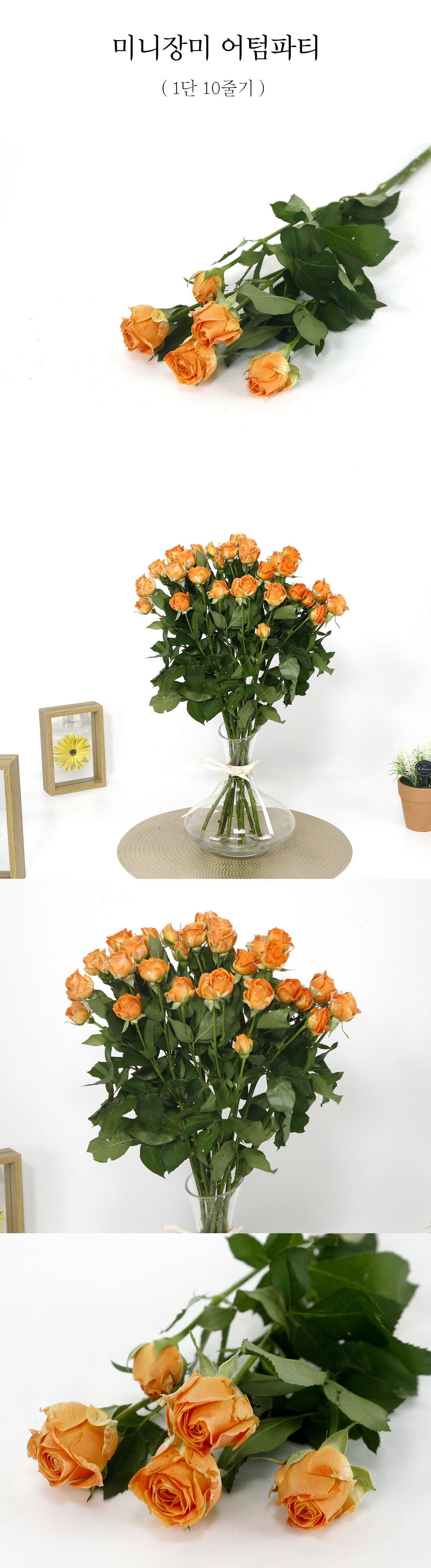 어썸파티 장미 생화 1단 10줄기