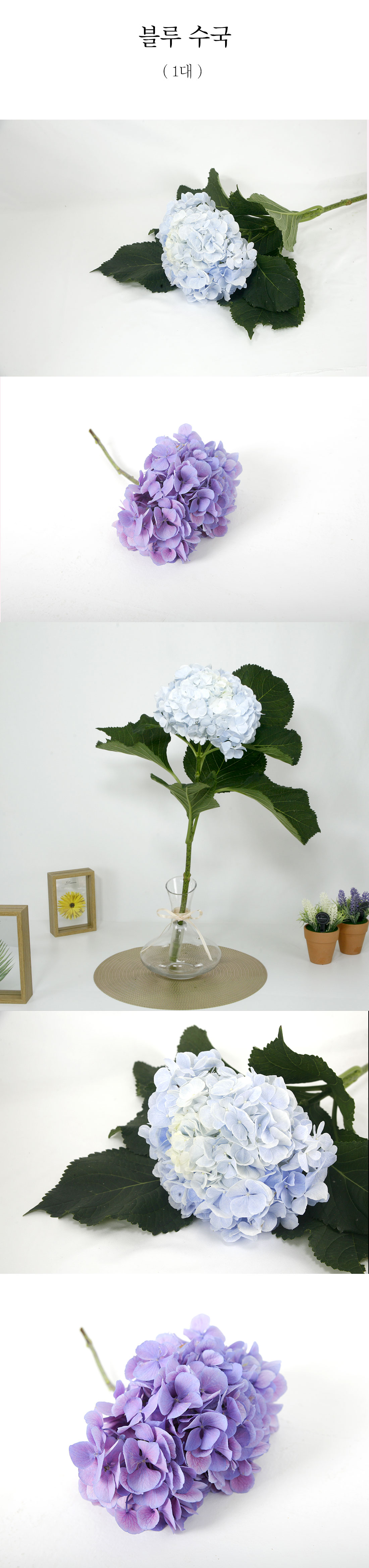  신비로운 블루 수국 생화 1대
