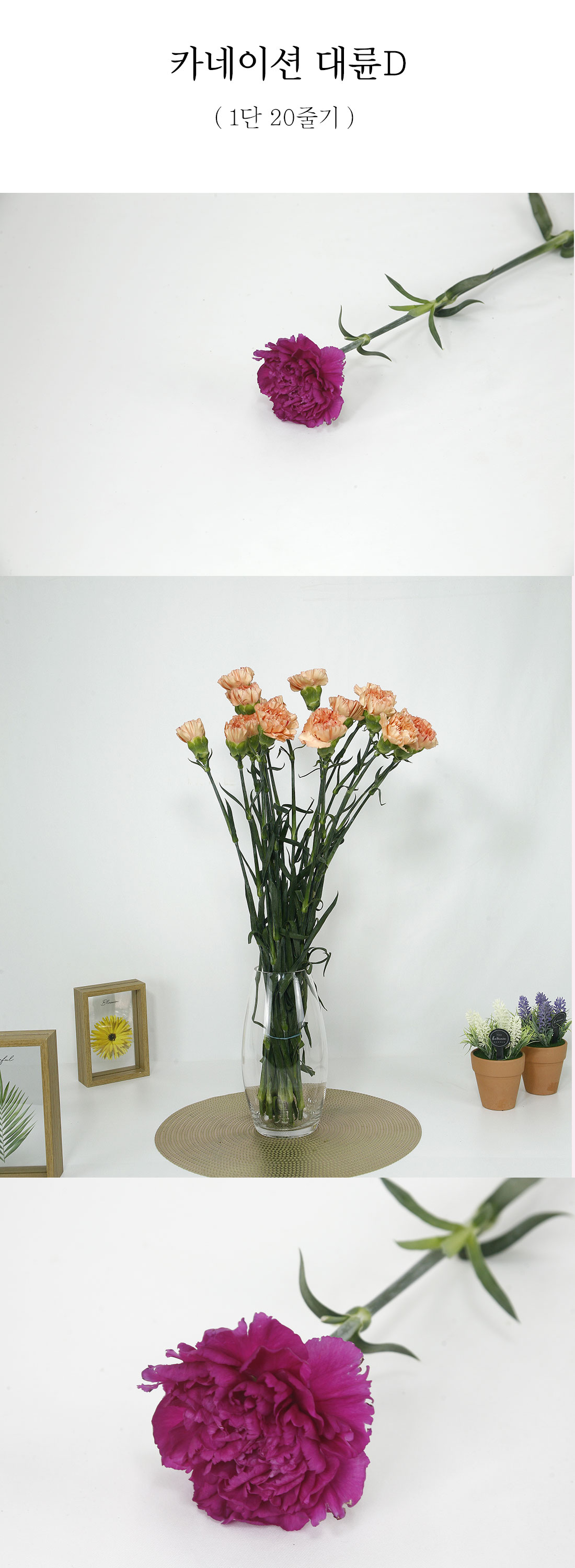  가성비 카네이션D 대륜 생화 20줄기