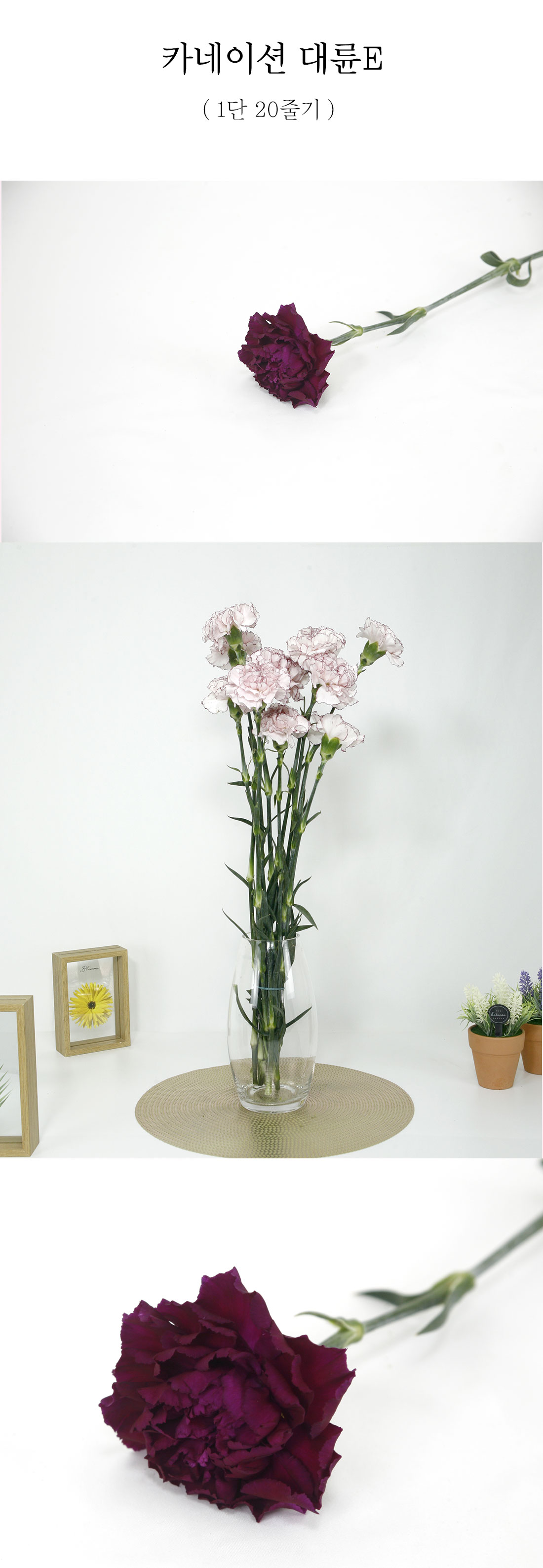  실속형 카네이션E 대륜 생화 20줄기
