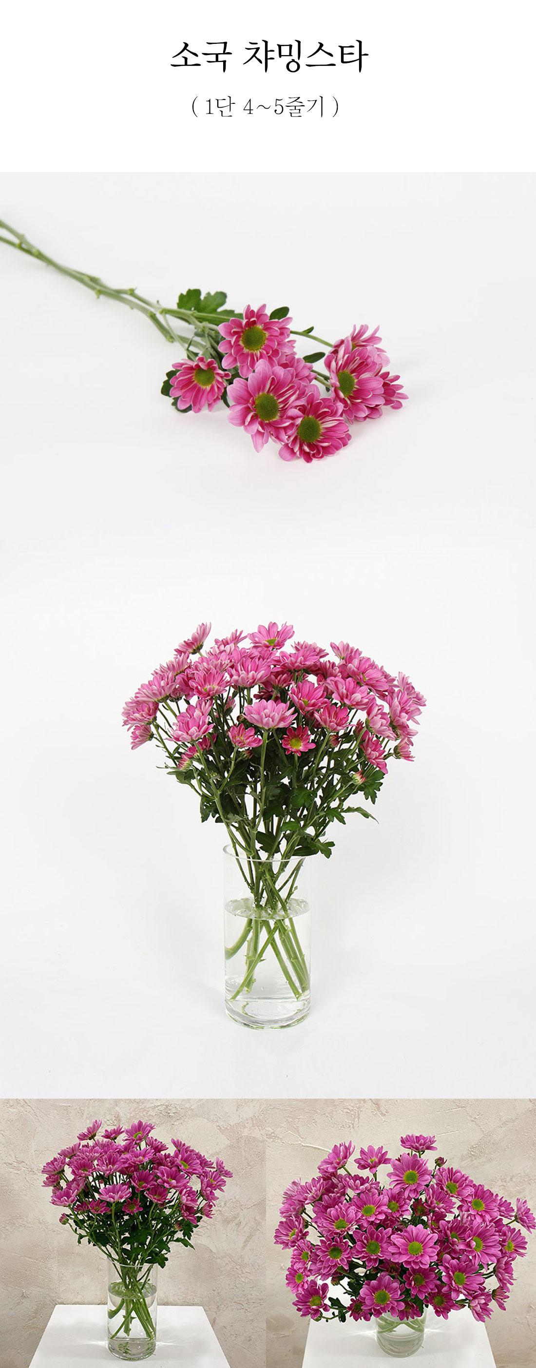  별을 닮은 소국 챠밍스타 1단