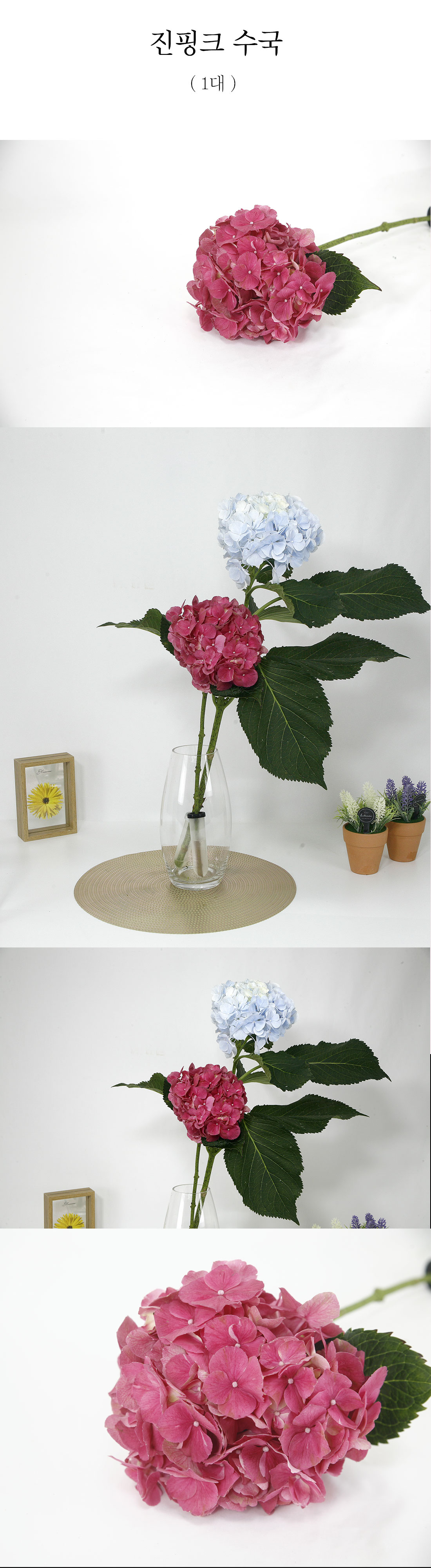  화려한 진핑크 수국 생화 1대