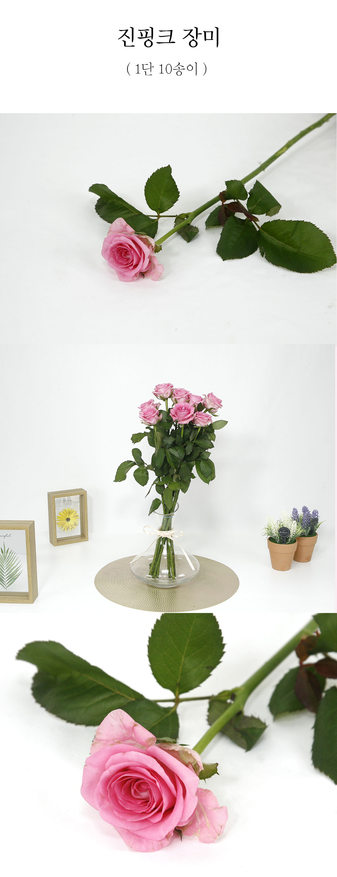  뚜렷한 진핑크장미 생화 1단