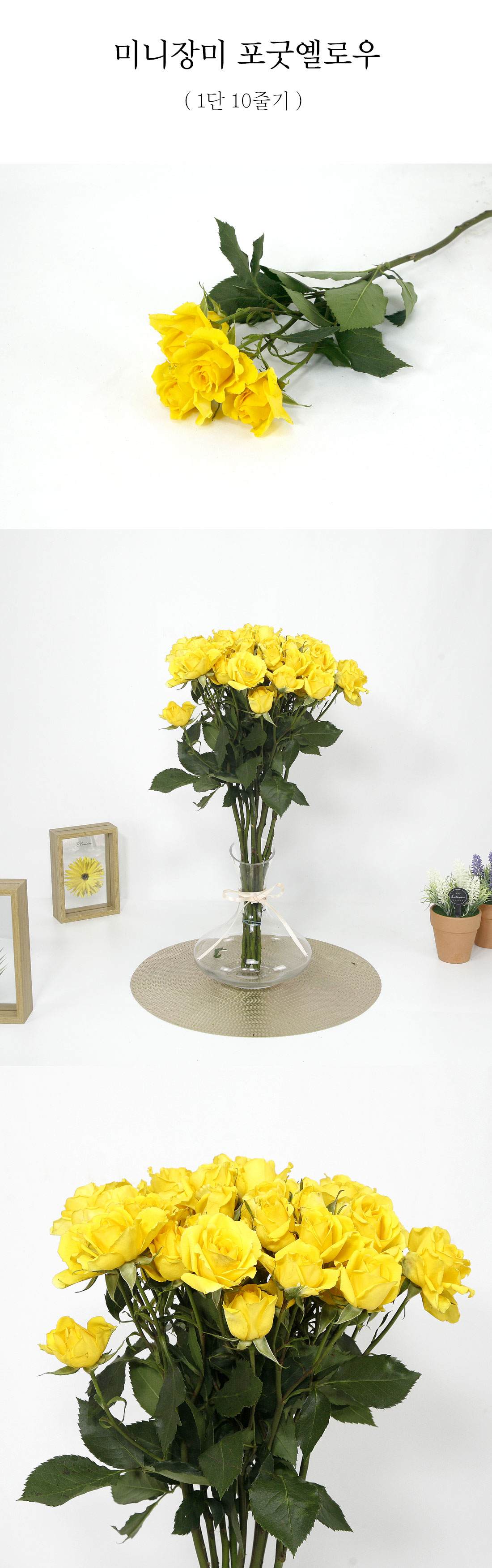  포굿옐로우 장미 생화 1단 10줄기