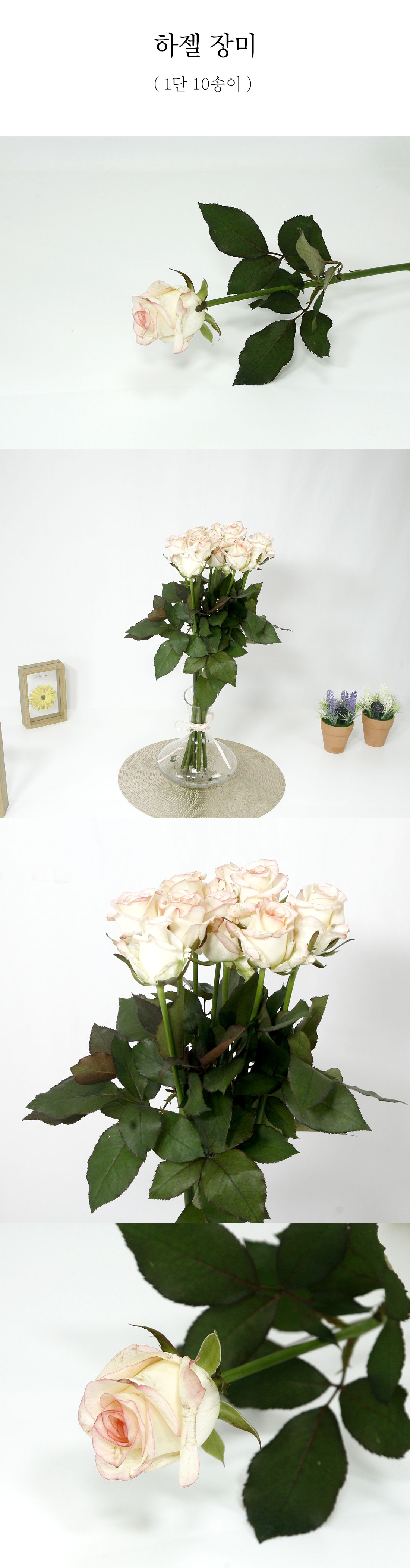  빈티지 하젤장미 생화 1단 10송이