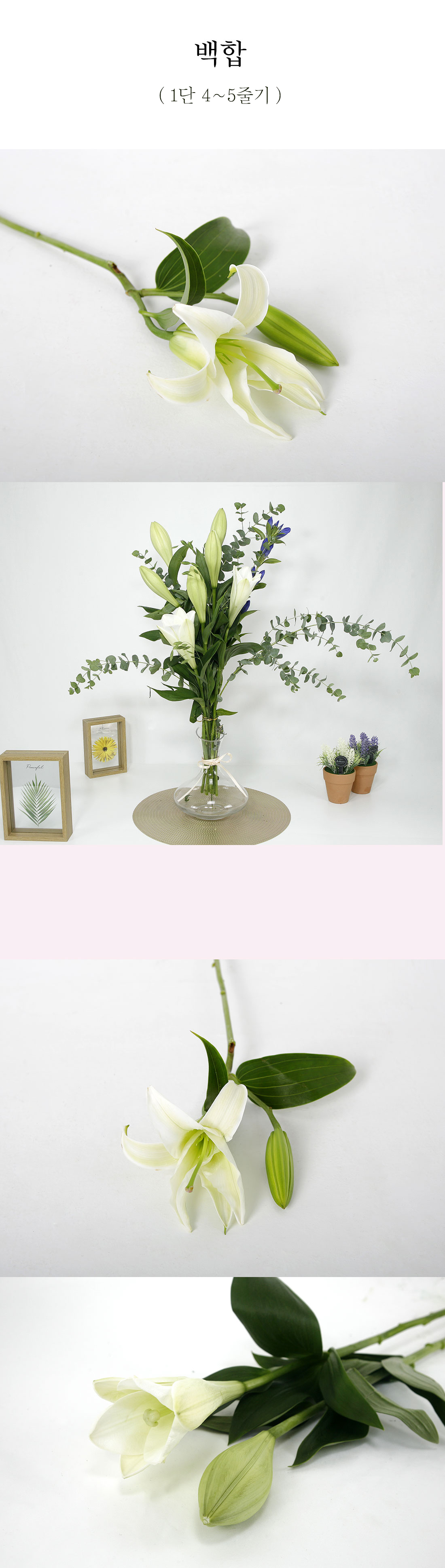  향기로운 백합 생화 1단 (4~5줄기)