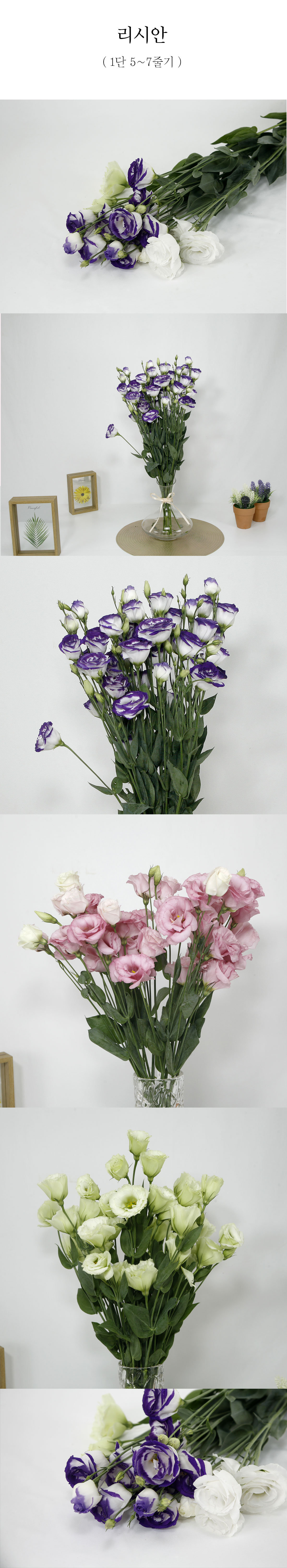  우아한 리시안셔스 생화 1단