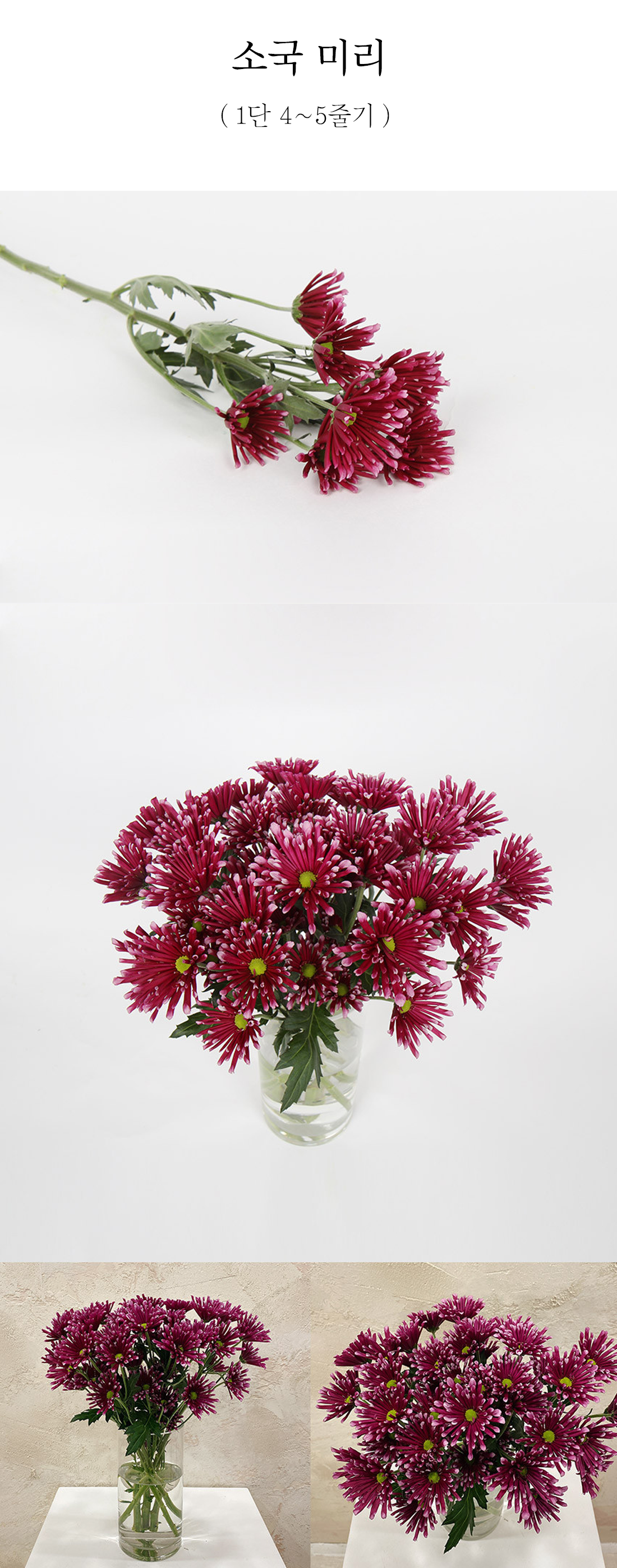  국산 소국 미리 생화 1단