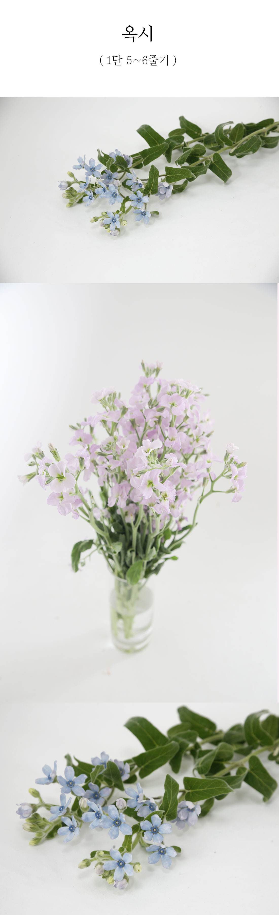  청초한 블루 옥시 생화 1단