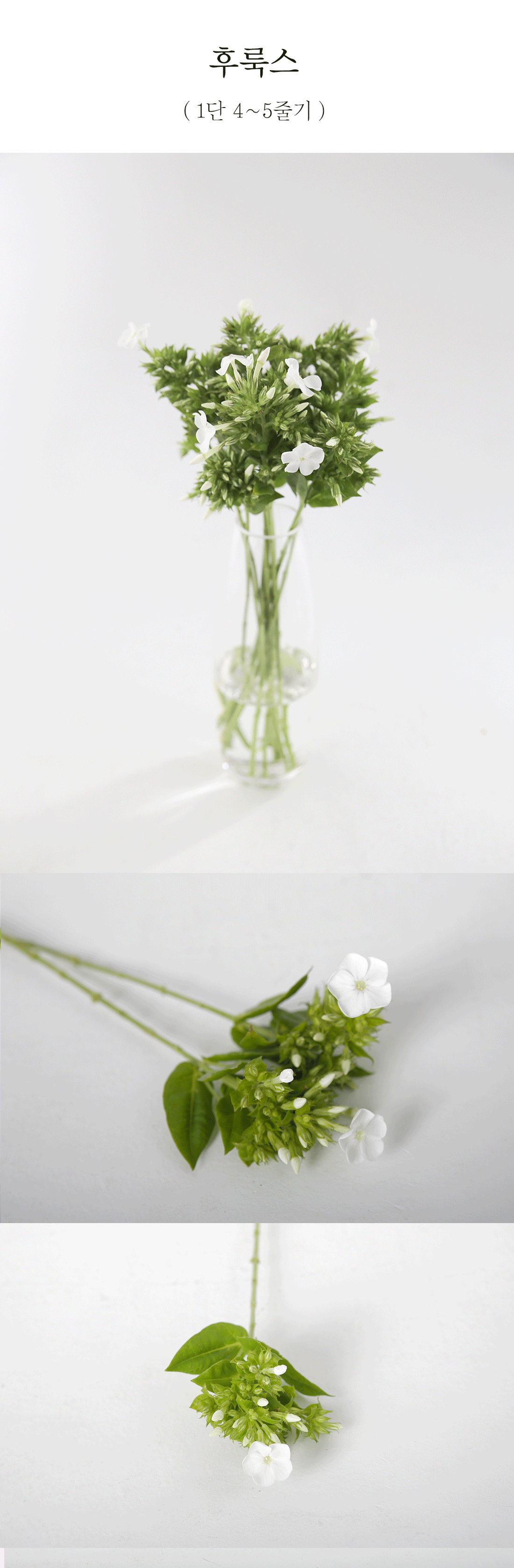  향기로운 후룩스 생화 1단 소재