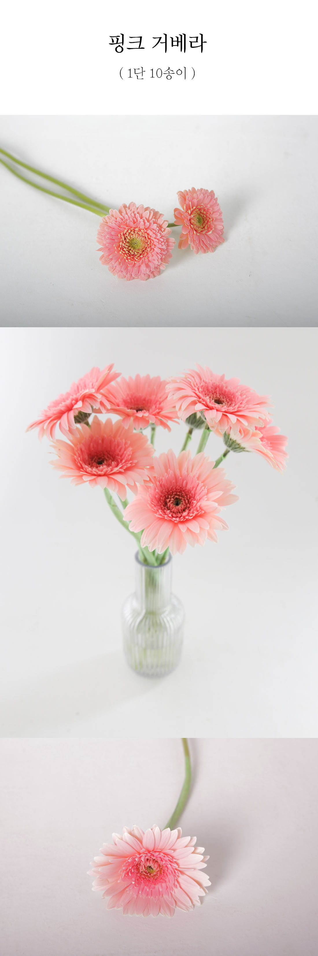  선명한 핑크 거베라 생화 1단