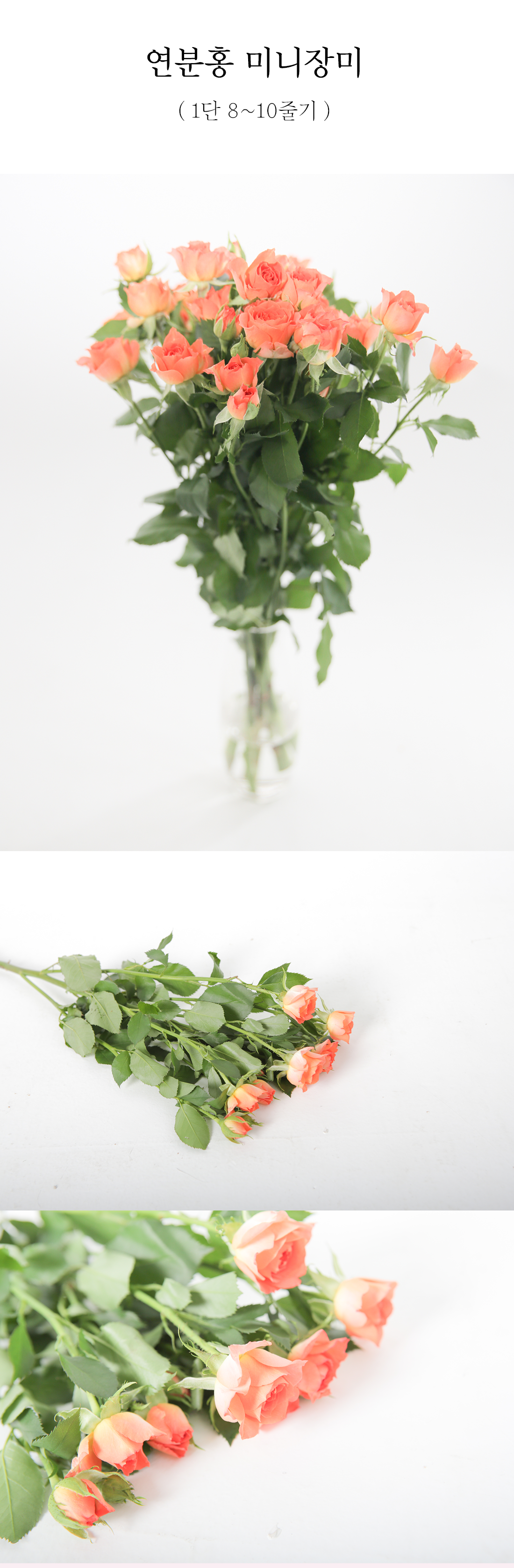 귀여운 연분홍 미니장미 생화 1단