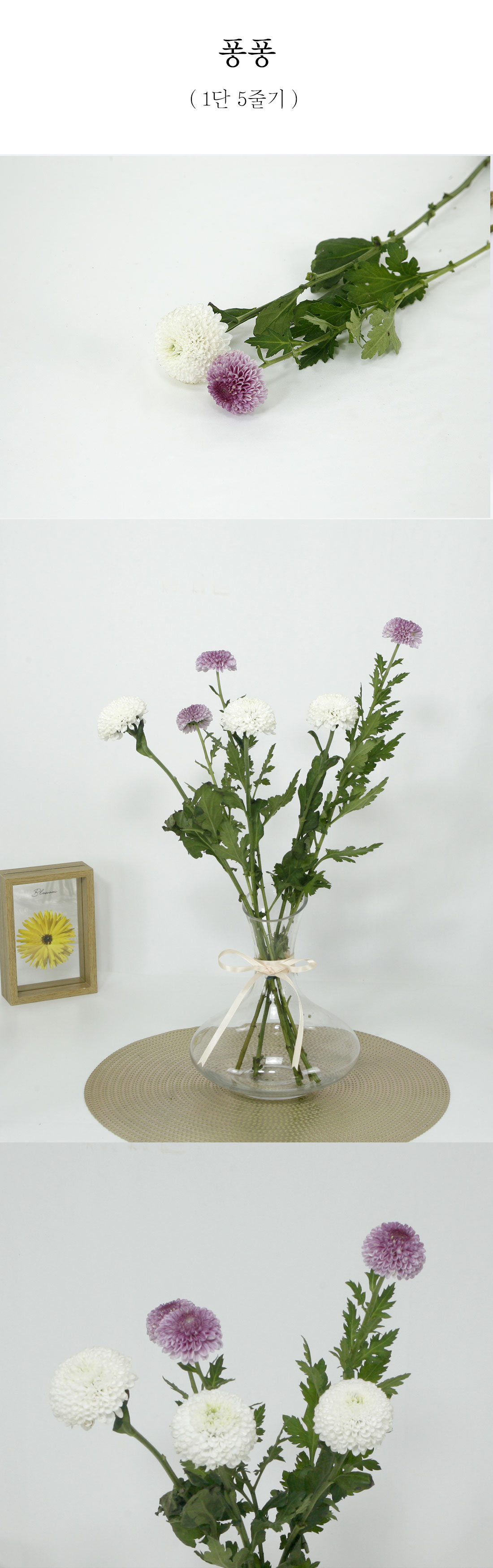  동글동글 퐁퐁 국화 생화 1단