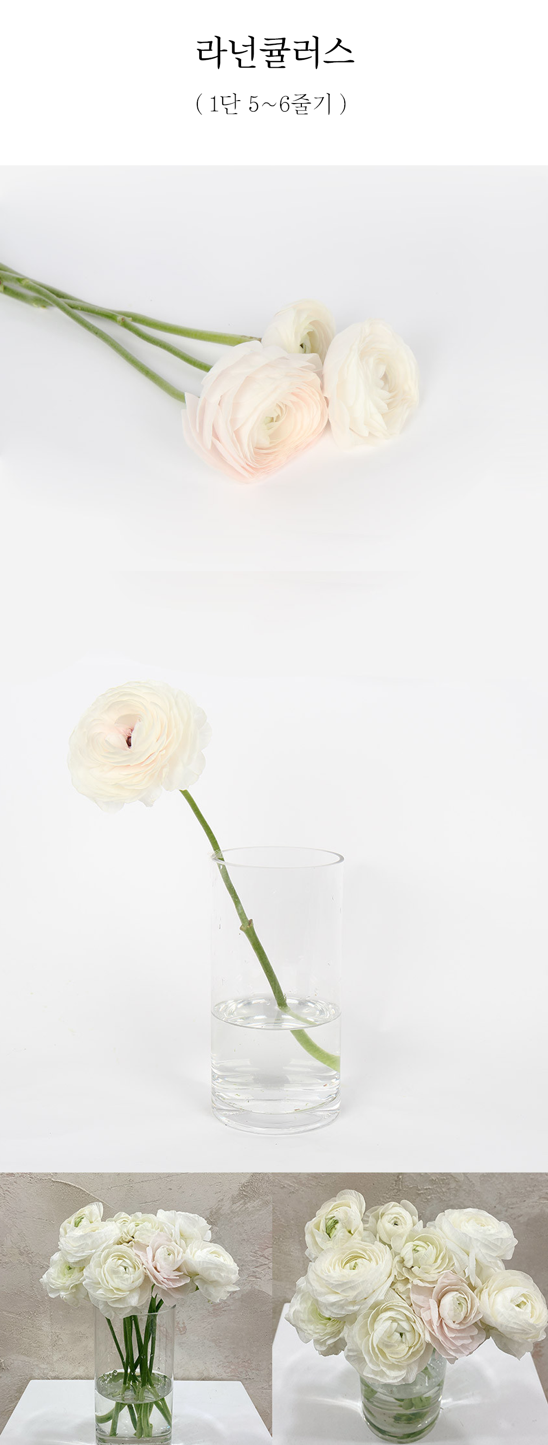  가성비 갑 아르거스 소국 1단