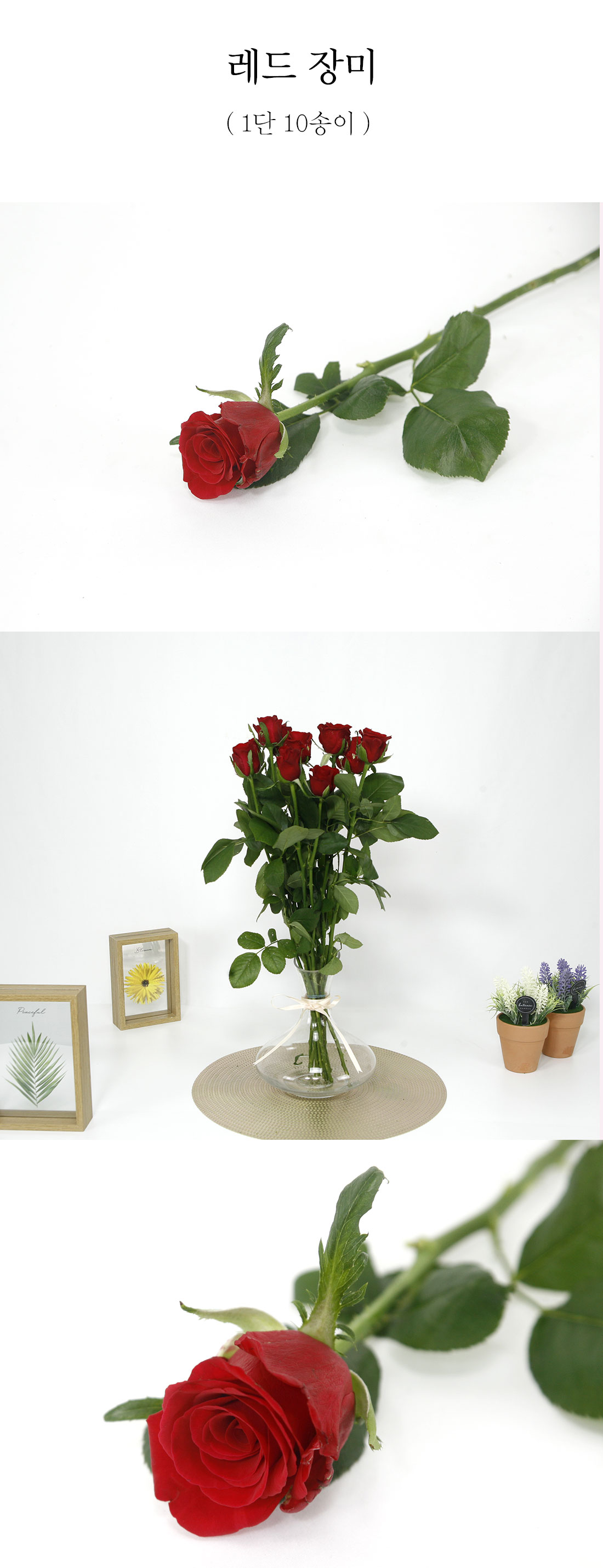  1. 선명한 레드장미 생화 1단 10송이