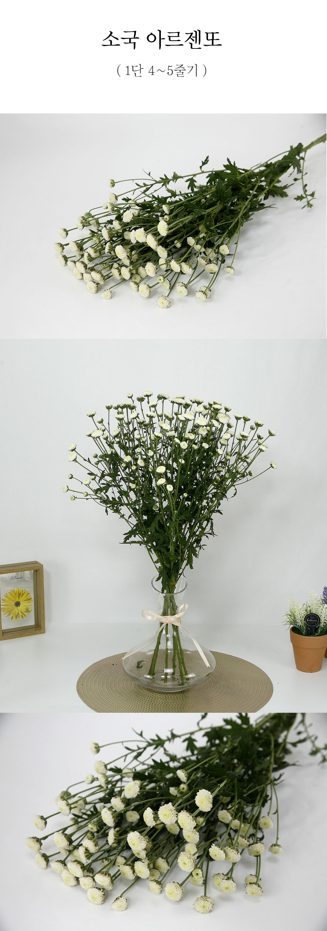  세련된 소국 아르젠또 생화 1단